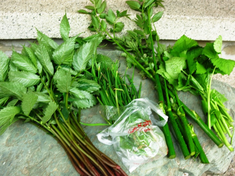 氷見の山菜／ヨシナ、ニラ、ウド、三つ葉