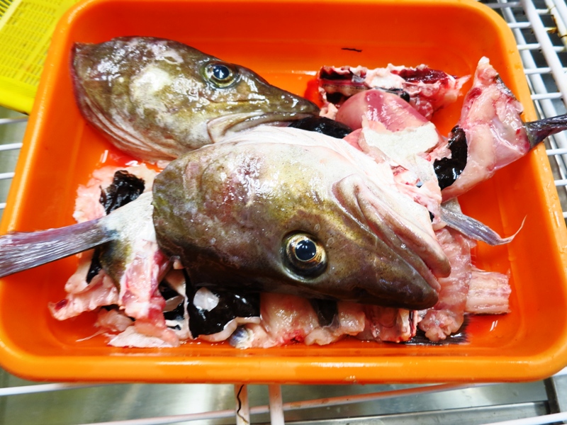 冬の白身魚・ヤガラとマダラで贅沢５００円/１食／氷見のお魚屋さん