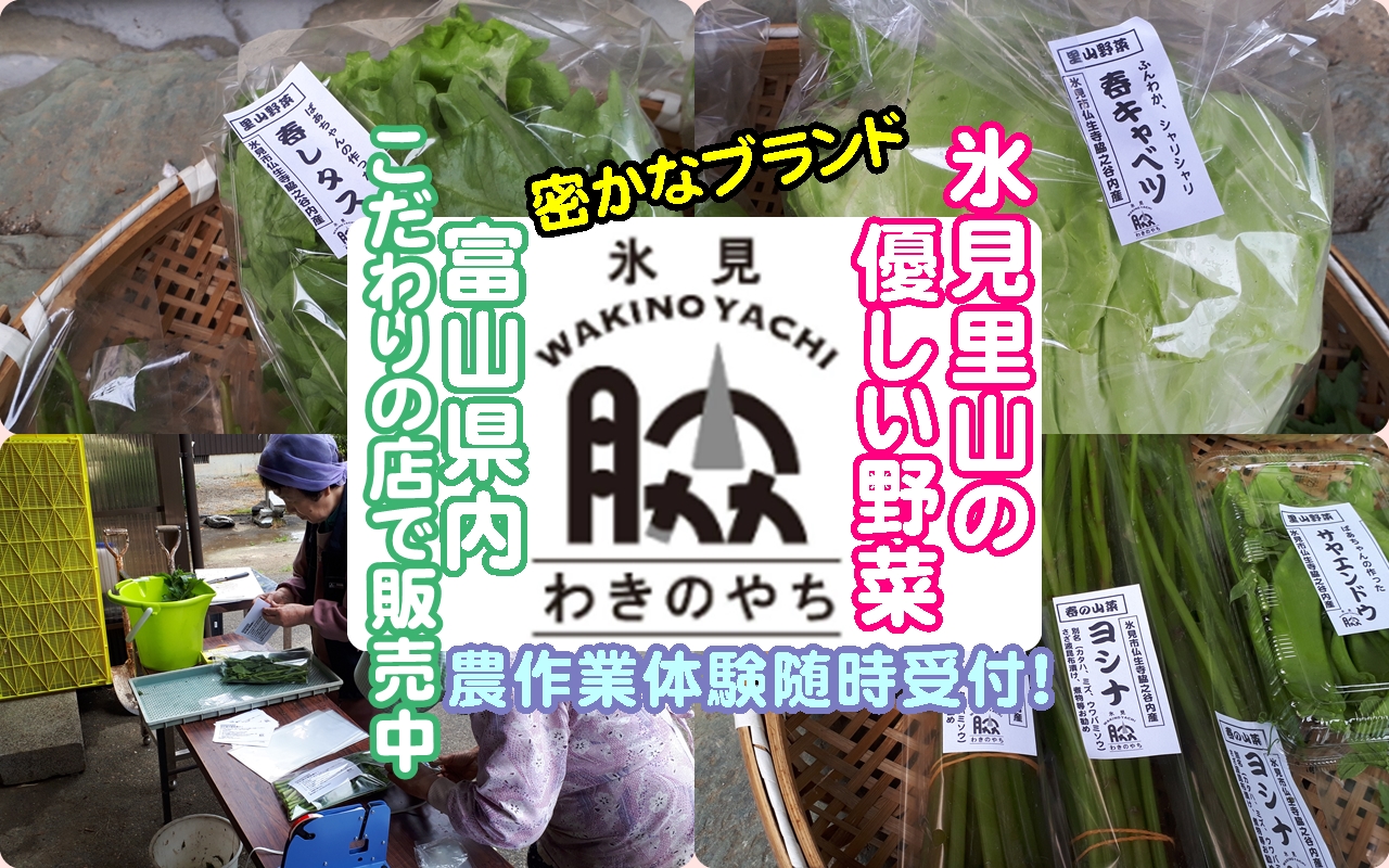 新たなブランド！美味しい氷見の里山野菜を食べてみませんか!(^^)!・春編