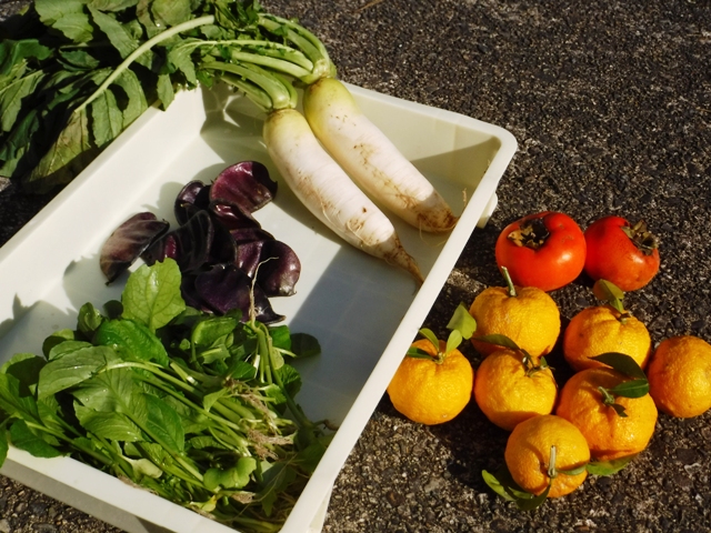 晩秋の野菜と農薬回数／美味しい自家消費野菜の宝庫・富山県氷見市！