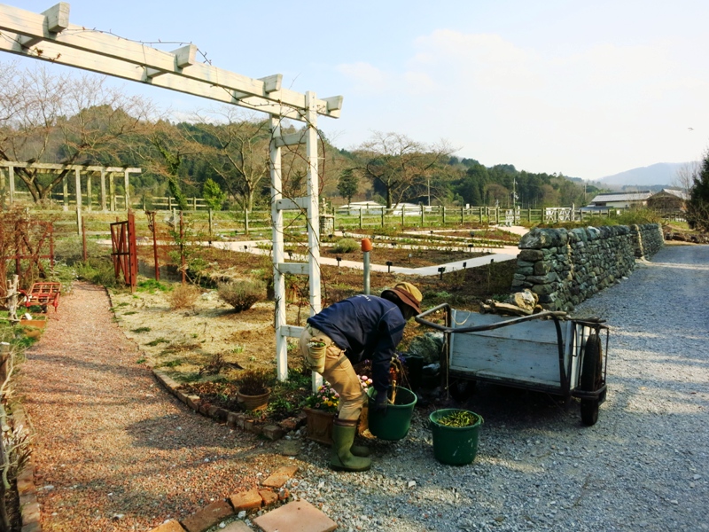 イングリッシュガーデンの体験型観光農園 ローザンベリー多和田 ランチバイキングがお得 都市と田舎の架け橋に 味よし人よし笑顔よし