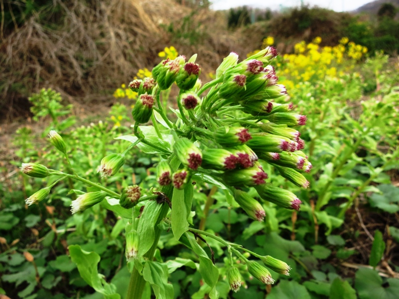 フキノトウ・蕗の薹_雄花雌花見分け方・美味しい食べ方