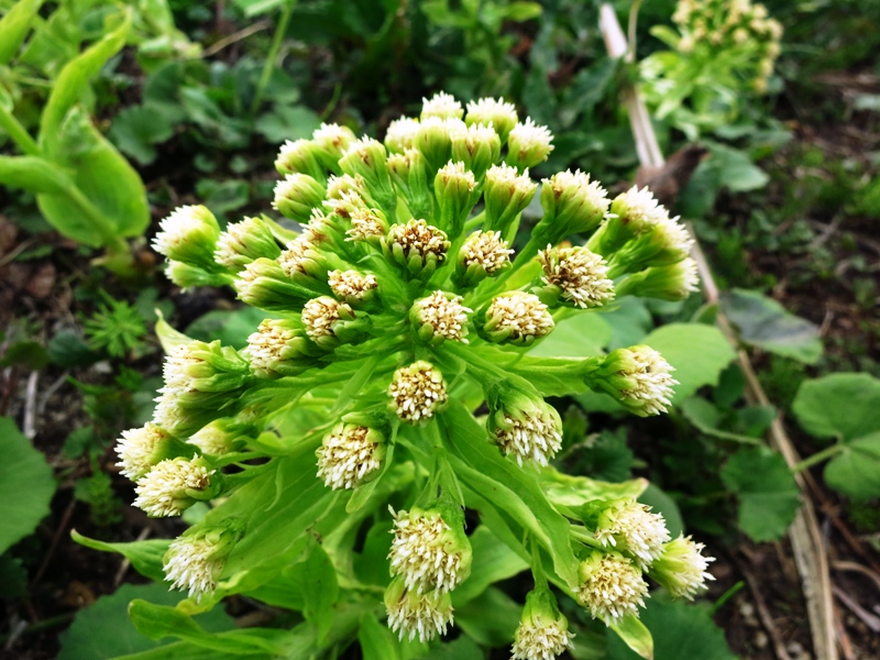 フキノトウ 蕗の薹 雄花雌花見分け方 美味しい食べ方 都市と田舎の架け橋に 味よし人よし笑顔よし