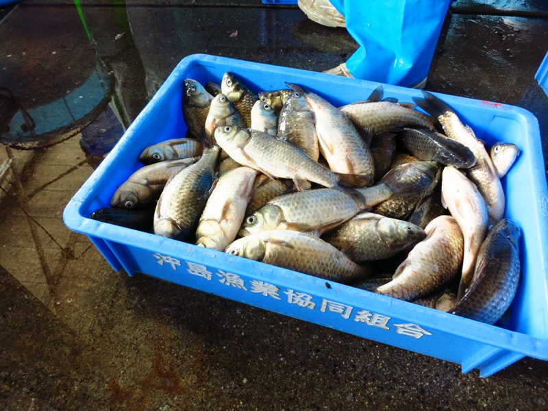 日本でただ１つ、湖上で暮らす島・沖島、フナ刺し極美味！”！