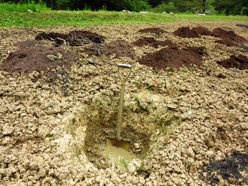 粘土質の田から畑への土壌改良 有機栽培 排水処理 点穴埋め戻し 矢野智徳 大地の再生講座 都市と田舎の架け橋に 味よし人よし笑顔よし