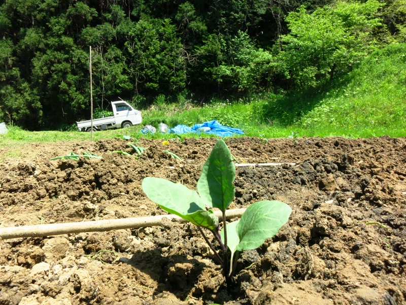 160504_苗植え (13)縮小