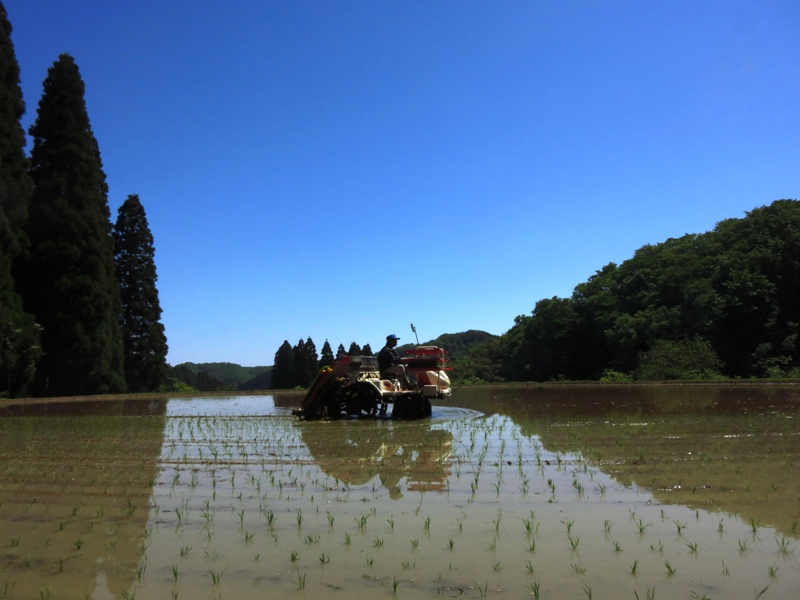 160508_田植え(118)圧縮