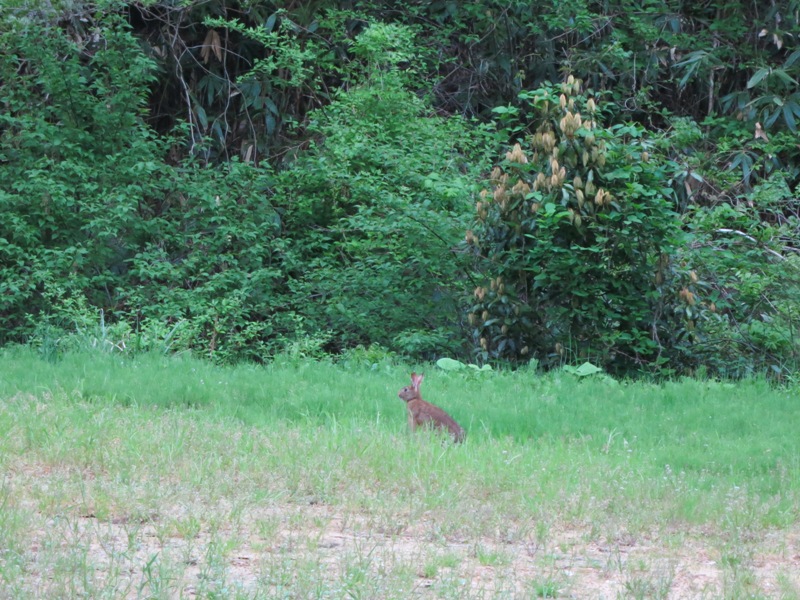 150504_ウサギ圧縮1