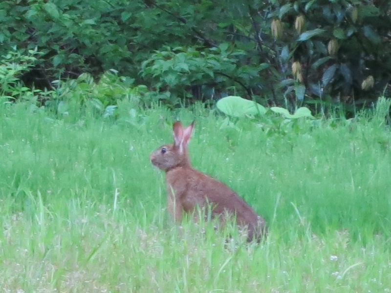 150504_ウサギ圧縮拡大1