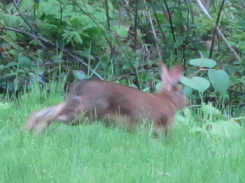 150504_ウサギ圧縮拡大2