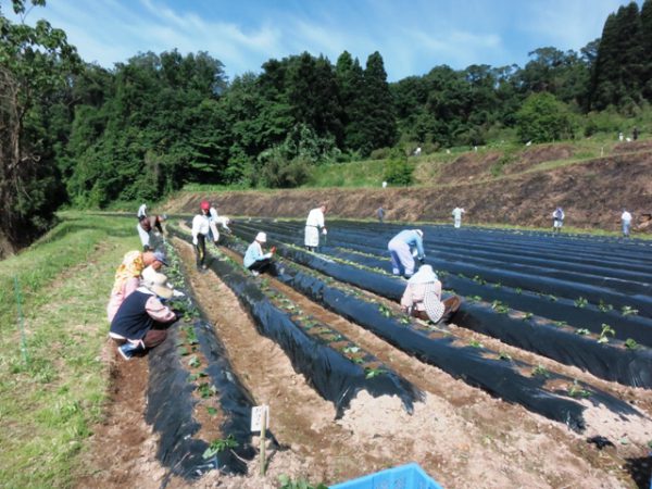 160529_日名田苗植え(102)圧縮