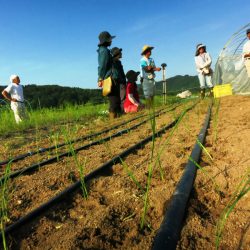 ５０年ぶりに復活！北陸限定の工程作業　仮植え・自然農法で米づくり実践学習【氷見有機の里づくり協議会】