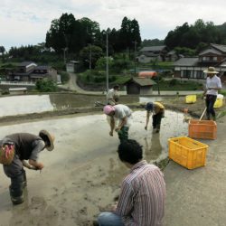 田植え・自然農法で米づくり実践学習【氷見有機の里づくり協議会】