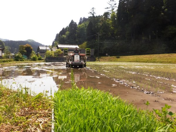 170514_田植え (9)圧縮