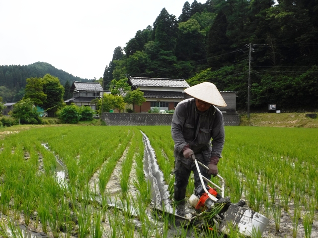 ２度目の中干し　【米づくりの手順】