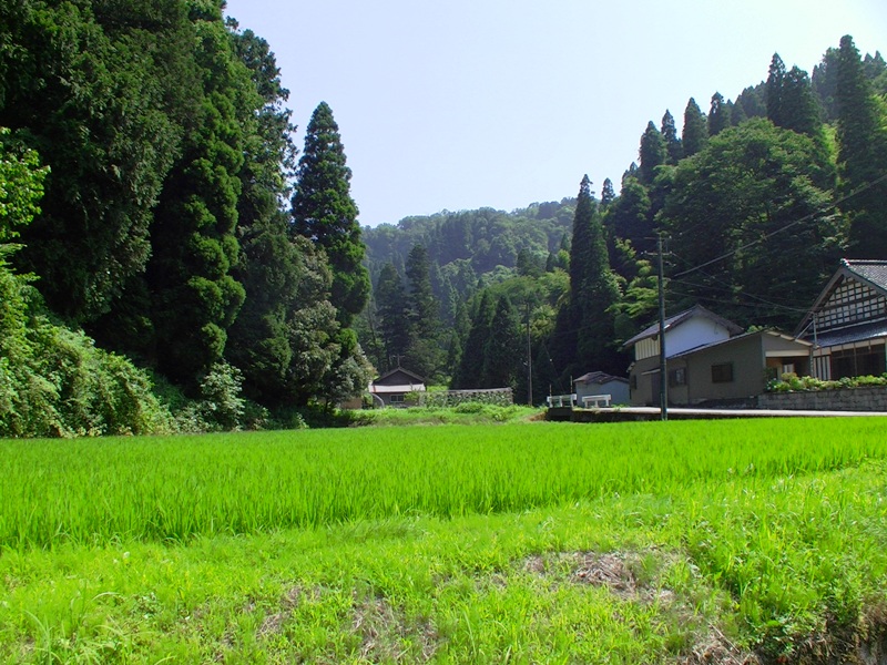 献穀田から始まるCSA（地域支援型農業）／美味しい米処・氷見