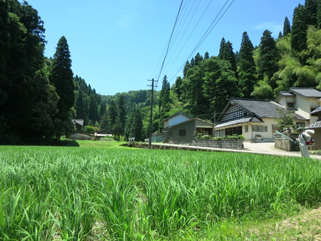 中間追肥と多面的機能（大雨災害・減農薬・減化学肥料に取り組む）【米づくりの手順】