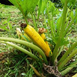 自然農法・有機栽培は、甘くない／梅雨の雑草