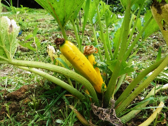 自然農法・有機栽培は、甘くない／梅雨の雑草