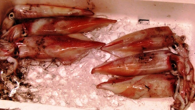 赤イカの刺身・神代鮮魚店（氷見のお魚屋さん図鑑）
