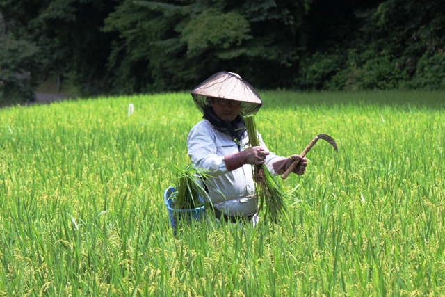 水田雑草_夏場の田んぼの草取りは大変！！！上農・中農・下農って知っていますか？　【米づくりの手順】