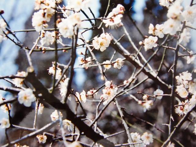 イベントのお知らせ／稲積梅の花見　山野草観察と里山料理を楽しむ会