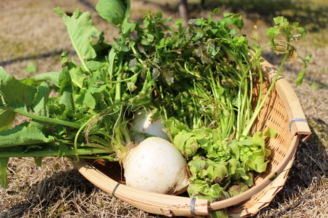 野菜の頂き物／早春の野菜セリ・蕪・ふきのとう