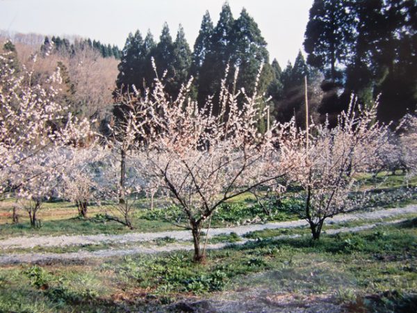 看板用写真no2 010圧縮