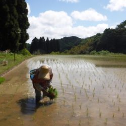 皆さん知っていますか？赤字だよ・山の田んぼ（１１５時間以上）は、平地の田んぼ（２３時間）の労力５倍以上