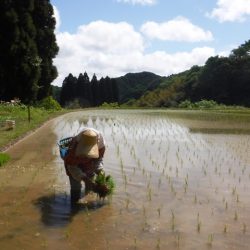 皆さん知っていますか？赤字だよ・山の田んぼ（１１５時間以上）は、平地の田んぼ（２３時間）の労力５倍以上