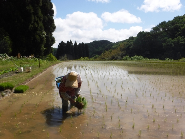 皆さん知っていますか？赤字だよ・山の田んぼ（１１５時間以上）は、平地の田んぼ（２３時間）の労力５倍以上