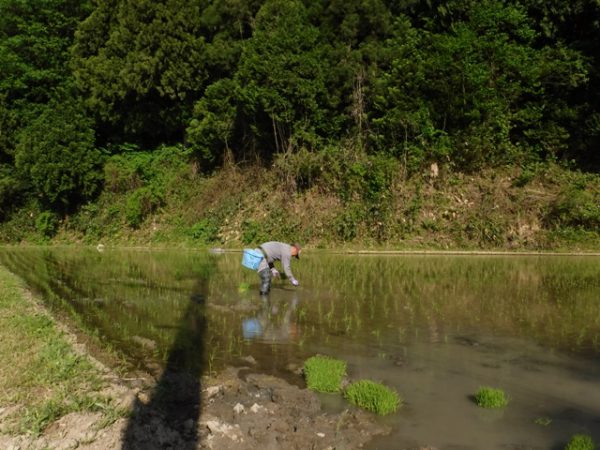 170517_補植献穀田片田 (4)圧縮