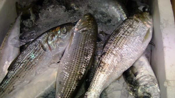 コノシロ 刺身 酢締め 出世魚 都市と田舎の架け橋に 味よし人よし笑顔よし