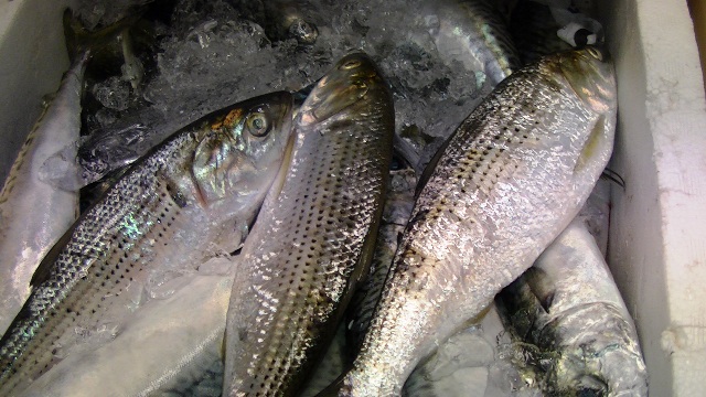 コノシロ　刺身・酢締め　出世魚