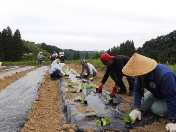 170905_白菜苗植え(103)圧縮