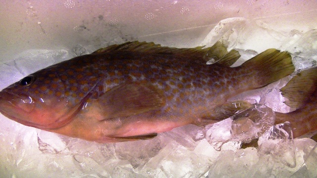 高級魚　キジハタ・マハタ（食材の宝庫富山県・氷見市の魚屋さんで安価購入）