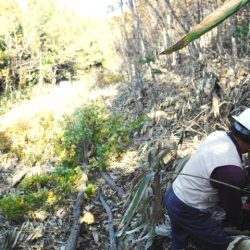 原木しいたけ栽培の方法/田舎で暮らそう・冬の生業（目指せ・特産仏生寺椎茸の継続！）