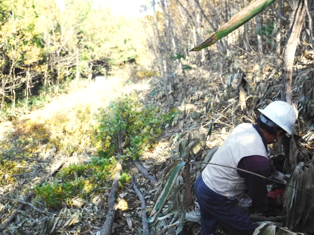 原木しいたけ栽培の方法/田舎で暮らそう・冬の生業（目指せ・特産仏生寺椎茸の継続！）