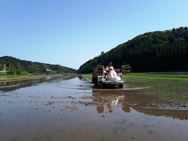 田植えの順番／てんたかく、コシヒカリ、富富富　【米づくりの手順】