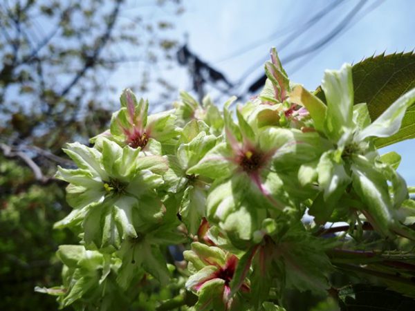 180506_ヨーデル朝食 (4)御衣黄桜