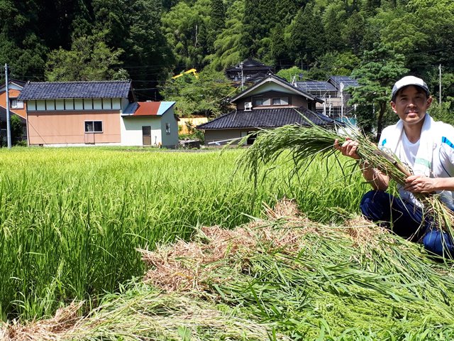 田舎体験／気付き・発見で面白・楽しく右脳フル活用（米づくり）