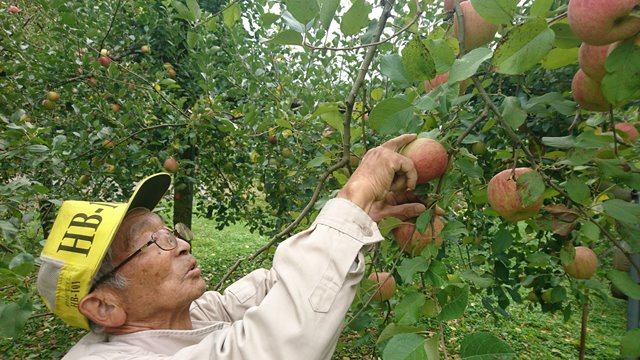 樹上熟成・越中富山氷見の三尾リンゴ