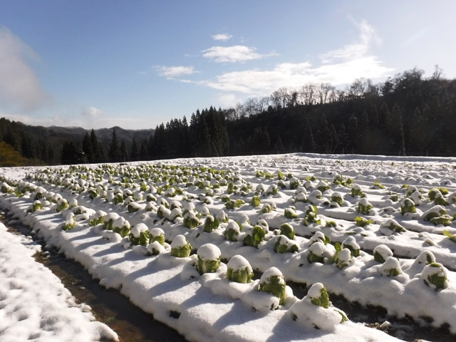 美味しい野菜処・脇之谷内雪の下野菜（越冬野菜）白菜・大根・蕪