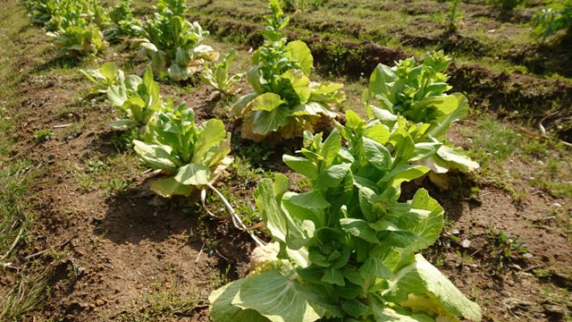 白菜とう立ち菜／農家の贅沢甘くて希少価値高い