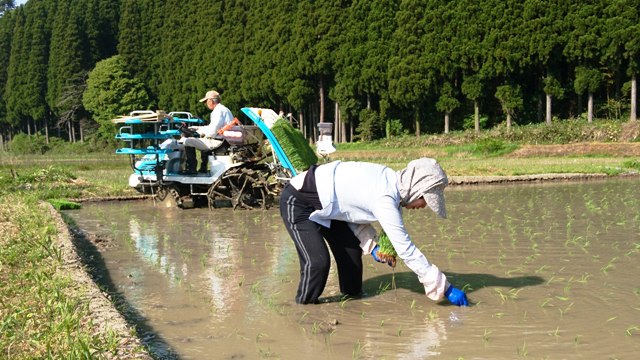 ３６５日1年中農村体験・田植えと山菜取り／来られよ氷見！