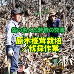 こだわりの仏生寺椎茸／原木栽培方法(伐採１０月下旬)