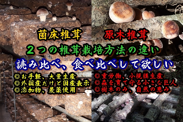 世間の９割が知らない原木椎茸と菌床椎茸違い／全く異なる菌回しが味の違い