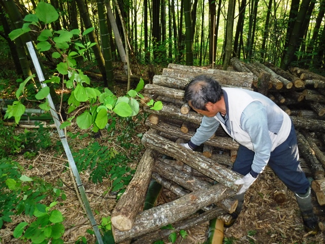 原木椎茸栽培　天地替え