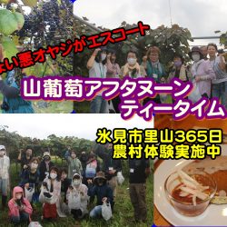 美女参加率９割！ちょい悪オヤジおもてなし・山葡萄摘み取り体験編／食都富山の都市農村交流