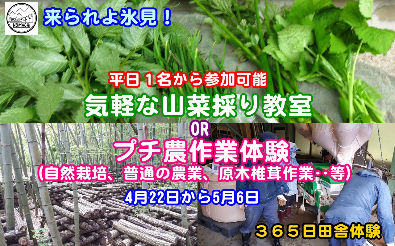 【イベント】気軽な山菜採り教室orプチ農村作業チャレンジ